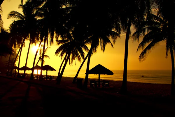 Lager Photococonut palm tree silhuetter i solnedgången (sunrise). Banner design bakgrund. Tropiskt paradis bakgrund. Palm och havet. — Stockfoto