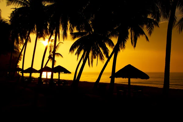 Lager Photococonut palm tree silhuetter i solnedgången (sunrise). Banner design bakgrund. Tropiskt paradis bakgrund. Palm och havet. — Stockfoto