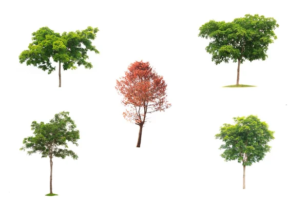 Stock Photo:Collection of tree , bush and dead tree isolated on — Stock Photo, Image