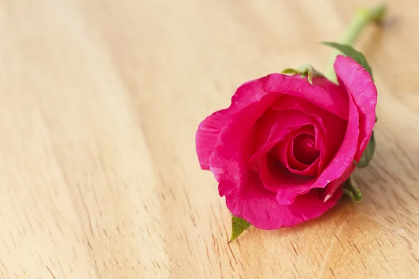 Foto stock Rosa vermelha bonita close-up — Fotografia de Stock