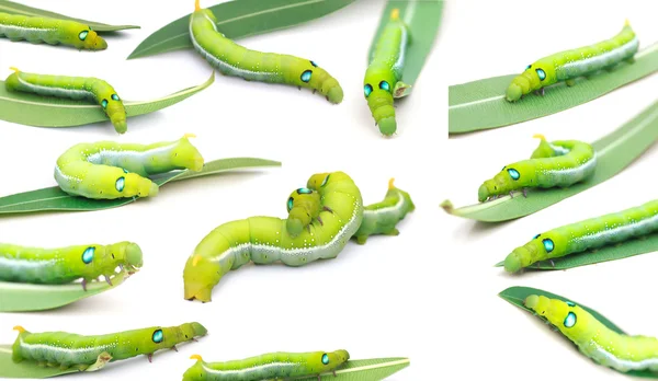 Green Caterpillar on white background. — Stock Photo, Image