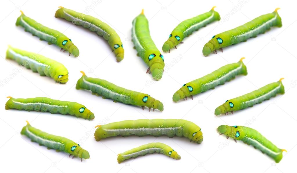 Close up caterpillars isolated on the white background.