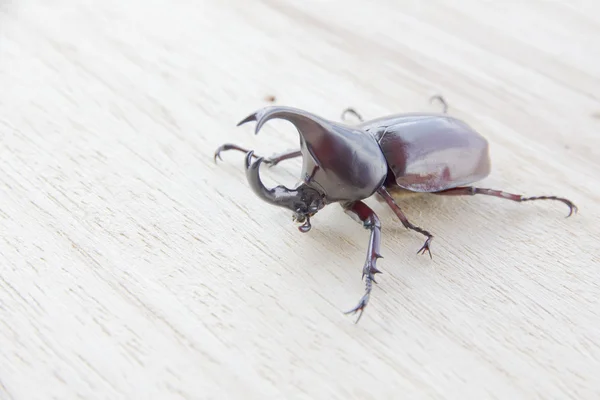 Stock Photo Aile de scarabée est également connu comme dur ou que Xylotrupes gideon — Photo