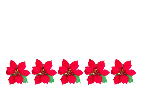 Christmas flower background — Stock Photo, Image