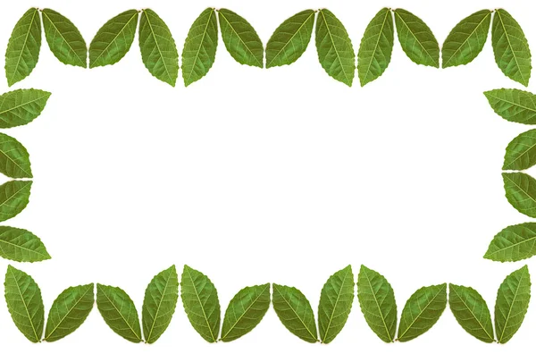 Grüne Blätter auf weißem Hintergrund — Stockfoto