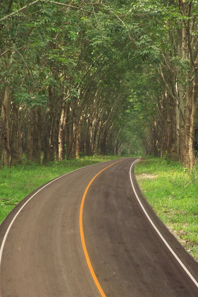 Voorraad foto weg richting aan bos rubberboom plantage — Stockfoto