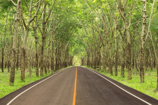 Voorraad foto weg richting aan bos rubberboom plantage — Stockfoto