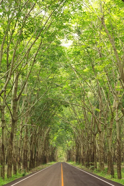 Stock Foto carretera avanzando hacia la plantación de árboles de caucho forestal —  Fotos de Stock