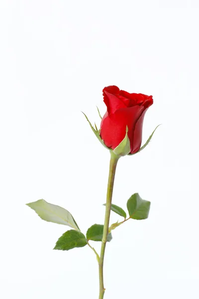 Stock Photo Red rose close up on a white background — Stock Photo, Image