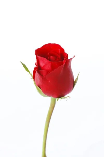 Красная роза на белом фоне — стоковое фото