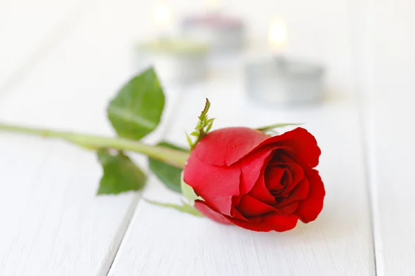 Stock Photo Red rose close up on a white background — Stock Photo, Image