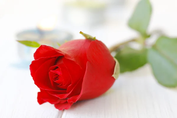 Skladem Foto červená růže zblízka na bílém pozadí — Stock fotografie