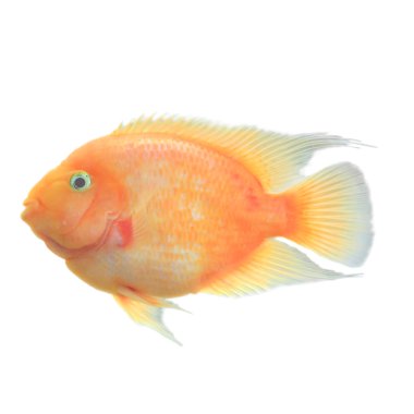 Stok fotoğraf: beyaz zemin üzerine izole çiğ kırmızı tilapia