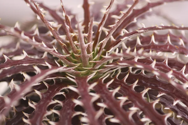 Запас фото міні Dyckia завод (Bromeliaceae)-рід зазвичай stemless рослин — стокове фото