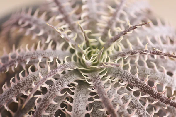 Запас фото міні Dyckia завод (Bromeliaceae)-рід зазвичай stemless рослин — стокове фото