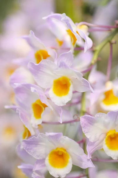 Pień fotografia Laeliocattleya orchidea hybryda — Zdjęcie stockowe