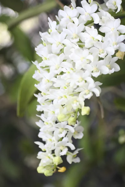 Pień fotografia Biała orchidea (Phalaenopsis) na zielone tło zbliżenie — Zdjęcie stockowe