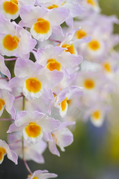 Stok fotoğraf orkide çizgili çiçek. Güzel orkide çiçekler. — Stok fotoğraf