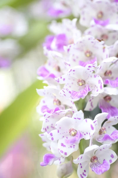 Foto d'archivio Fiori di orchidea striati. Bellissimi fiori di orchidea . — Foto Stock