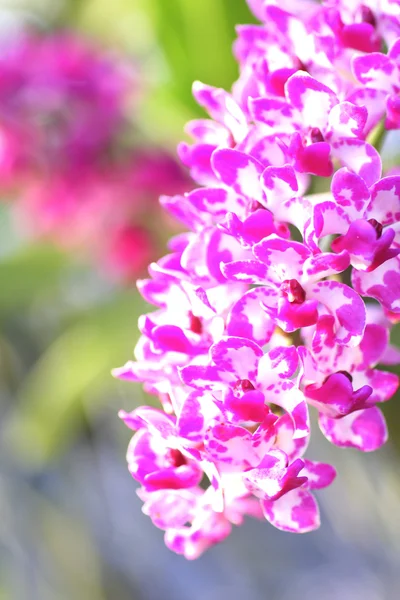 Stock Photo Streaked orchid flowers. Beautiful orchid flowers. — Stock Photo, Image