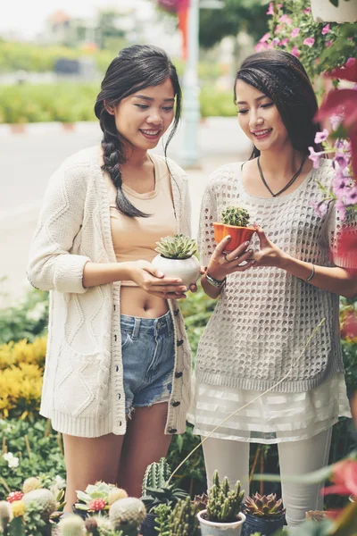 Female friends buying cactuses — Stock Photo, Image