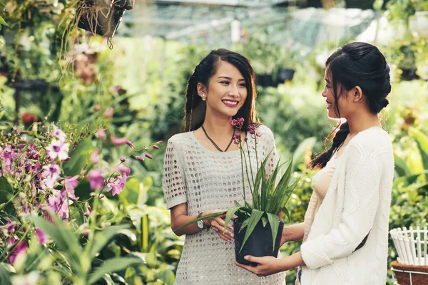 Asiatiska kvinnor köpa orkidé — Stockfoto