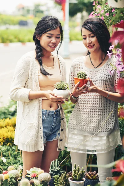 Women choosing cactuses in the store — Stock Photo, Image