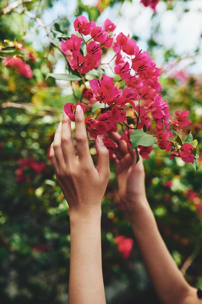 Žena ruce hospodářství růžové květy — Stock fotografie
