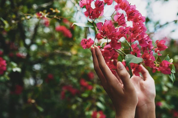 Ženské ruce dotykem květin na stromě — Stock fotografie