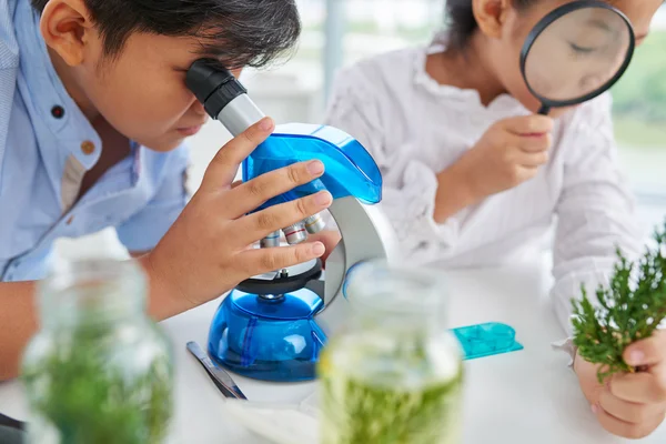 Leerlingen onderzoeken van planten met Microscoop — Stockfoto