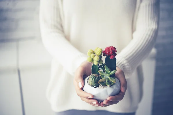 Mani femminili con piccolo cactus luminoso — Foto Stock