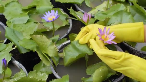 水で鍋に成長する植物に触れる黄色のゴム手袋で人間の手の閉じる — ストック動画