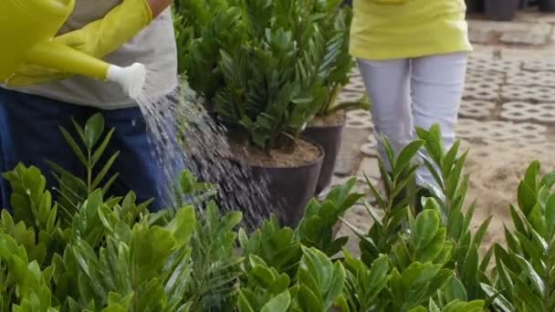 Bloqueio Plantas Rega Homem Mulher Irreconhecíveis Usando Regador — Vídeo de Stock