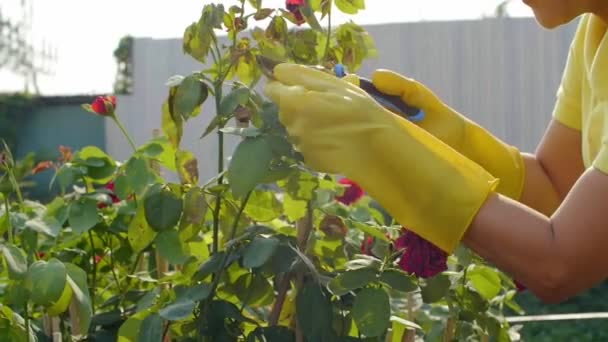黄色のゴム手袋で女性の閉じる剪定を使用してバラの葉を切断 — ストック動画