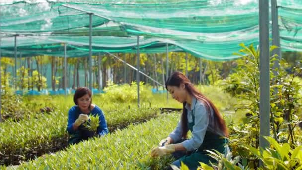 Азиатская Садовница Средних Лет Проверяет Растения Разговаривает Своей Младшей Коллегой — стоковое видео