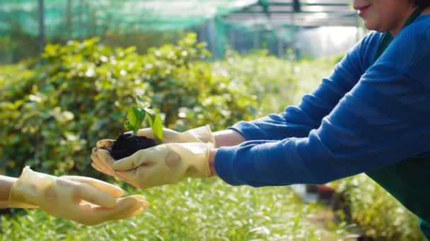 Onherkenbare Volwassen Vrouwelijke Tuinier Draagt Rubber Handschoenen Overhandigen Vuil Met — Stockvideo