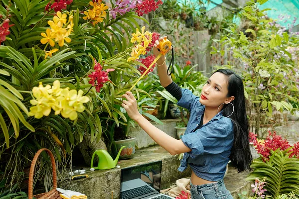 年轻漂亮的越南女子在温室里测量开花的树枝 以控制其生长 — 图库照片