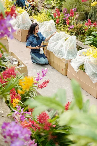 Młoda Azjatka Pracuje Szklarni Sprawdza Zamówienia Online Pakuje Kwiaty Dla — Zdjęcie stockowe
