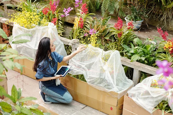 Bastante Joven Asiática Mujer Trabajando Invernadero Ella Chequeando Floreciente Flores — Foto de Stock