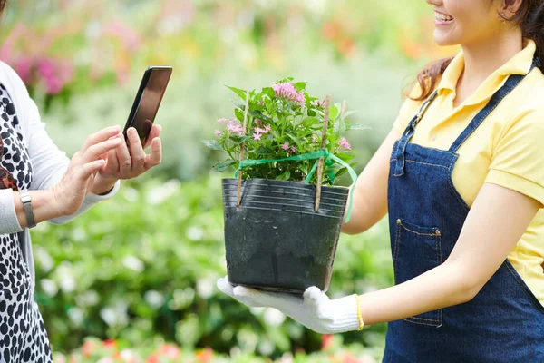 Trabajador Del Centro Jardinería Mostrando Planta Floreciente Cliente Que Fotografía —  Fotos de Stock