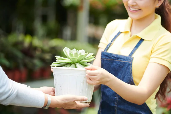 Sonriente Joven Trabajadora Del Centro Jardinería Que Vende Suculentas Clientes — Foto de Stock