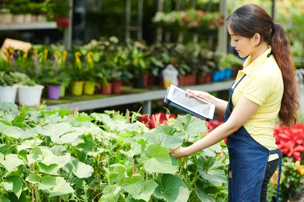 Mujer Joven Pensativa Con Tableta Control Plantas Pepino Centro Jardinería — Foto de Stock