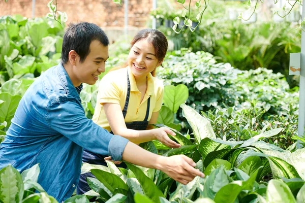 Smiling Plant Nursery Worker Helping Customer Choose Dumb Canes Plant - Stock-foto