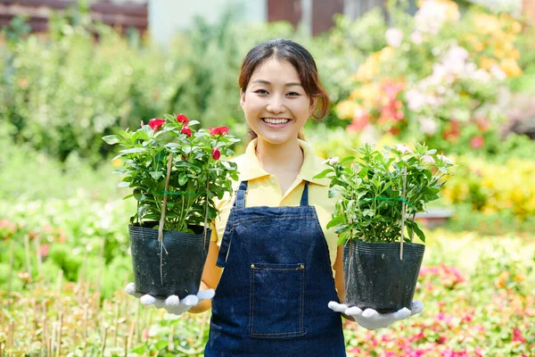 Porträtt Glad Ung Kvinna Som Arbetar Plantskola Hon Håller Två — Stockfoto