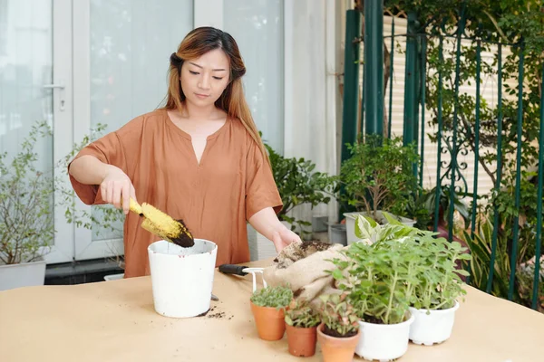 집중중인 여자가 화분에 화분을 — 스톡 사진