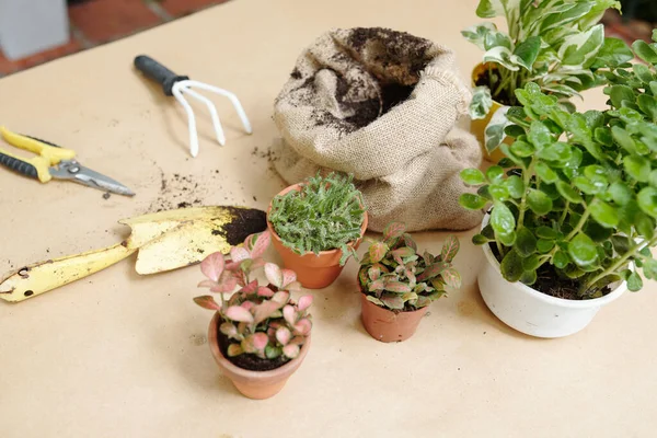 원예 도구와 집안 식물 — 스톡 사진