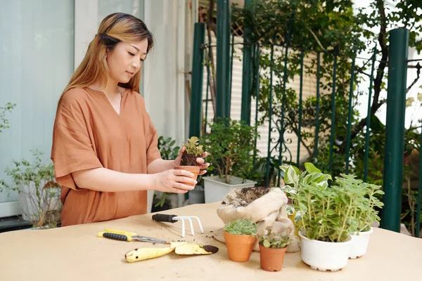 Plantas Amante Replantación Flor Pequeña — Foto de Stock