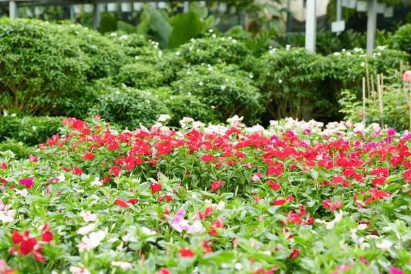 Piękne jasne czerwone kwiaty — Zdjęcie stockowe