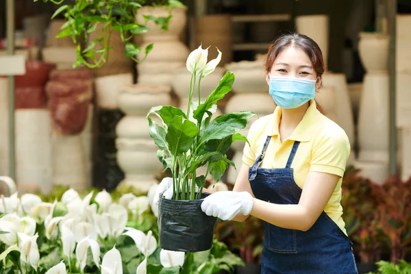 Работник рынка растений с цветком спатифиллы — стоковое фото