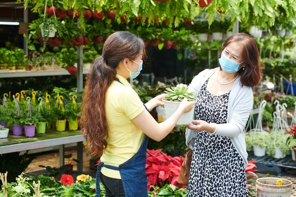Женщина покупает сочный цветок — стоковое фото